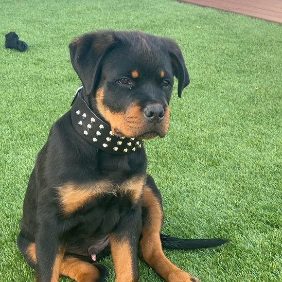 Meet your Posher, Tina - Picture 1 of 1